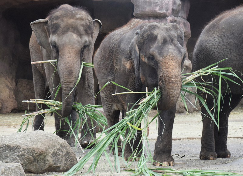 サトウキビを食べるアジアゾウ=大分県宇佐市安心院町南畑のアフリカンサファリで2020年9月4日午前10時15分、津島史人撮影