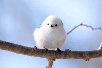 雪の妖精 シマエナガ予想外の人気 羽毛ふわふわ つぶらな瞳 毎日新聞