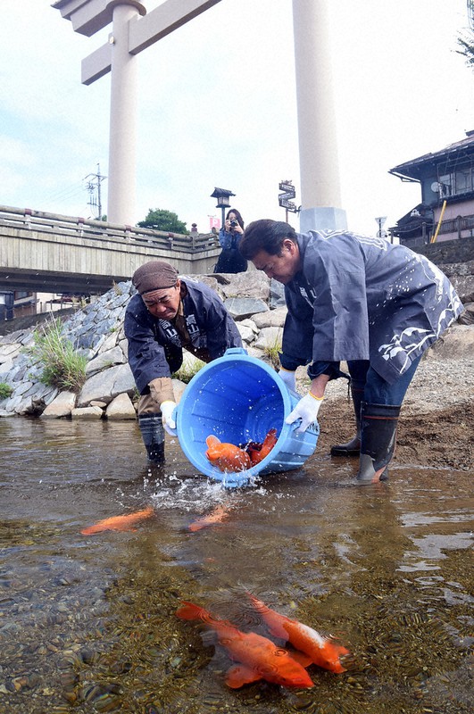 秋の高山祭は中止が決定しているが、実施された恒例のコイの放流=岐阜県高山市大新町の宮川で