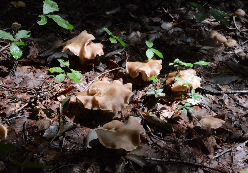 Northeast Japan pref. sees multiple mushroom food poisoning cases ahead
