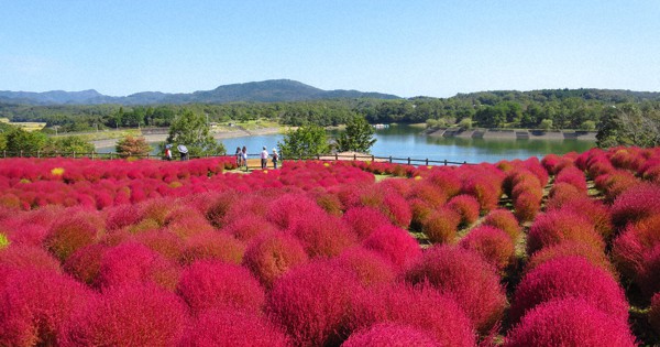 コキアの紅葉見ごろ 大分農業文化公園 １６日ごろまで 福岡 毎日新聞