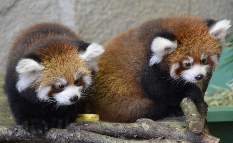 愛くるしい表情をみせるレッサーパンダの赤ちゃん=栃木県那須町の那須どうぶつ王国で2020年10月7日午前11時23分、湯浅聖一撮影