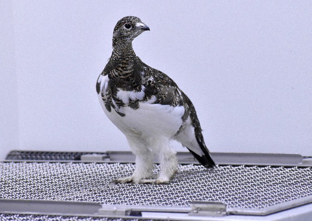 成鳥となったニホンライチョウ=いしかわ動物園提供