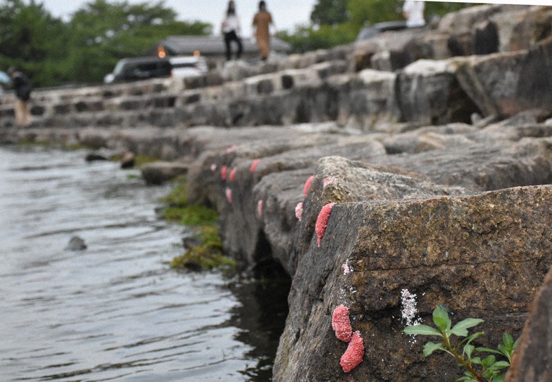 琵琶湖の岸辺に産み付けられたスクミリンゴガイの卵=大津市中庄の琵琶湖岸で2020年9月16日、菅健吾撮影