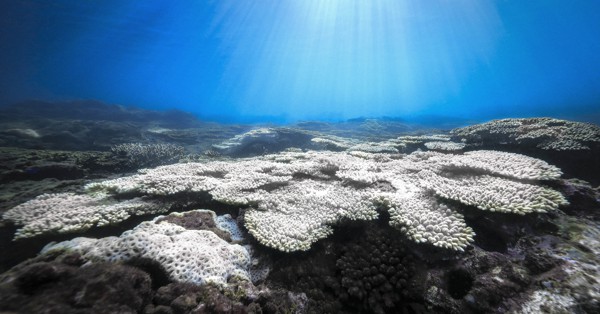 サイドライト：哀しい「死に化粧」 海水温30度超 本州最南端で見た