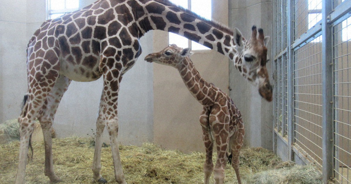 キリンの赤ちゃん誕生 生まれてすぐ立ち上がり すくすく成長 茨城 日立 毎日新聞