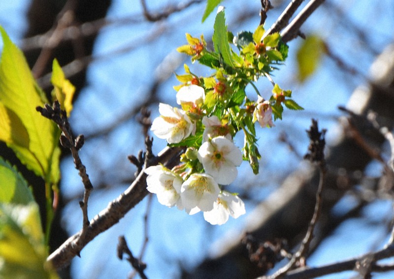 桜 季節外れの開花 住民 良いことありそう 名古屋 山崎川 毎日新聞