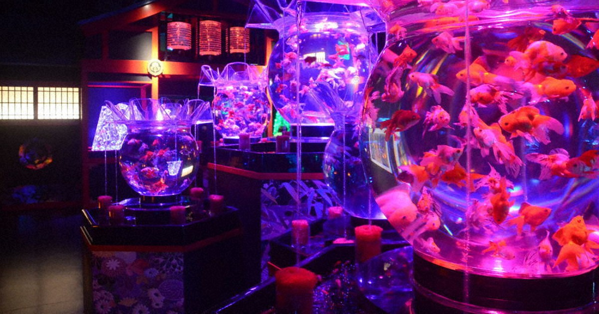 ぐるっと東日本 アートを歩く 芸術さんぽ アートアクアリウム美術館 東京 日本橋 映える 金魚など３万匹 東京 毎日新聞