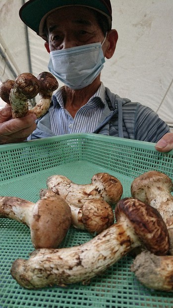 赤目松茸」最高値は1キロ7万2000円 三重・名張で競り市始まる | 毎日新聞