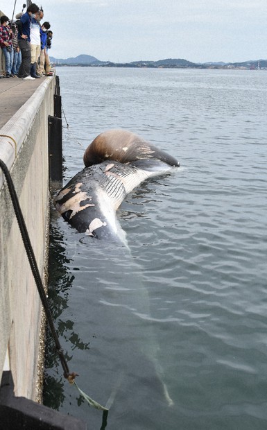 北九州・洞海湾に漂着したクジラの死骸はナガスクジラか 体長13.6