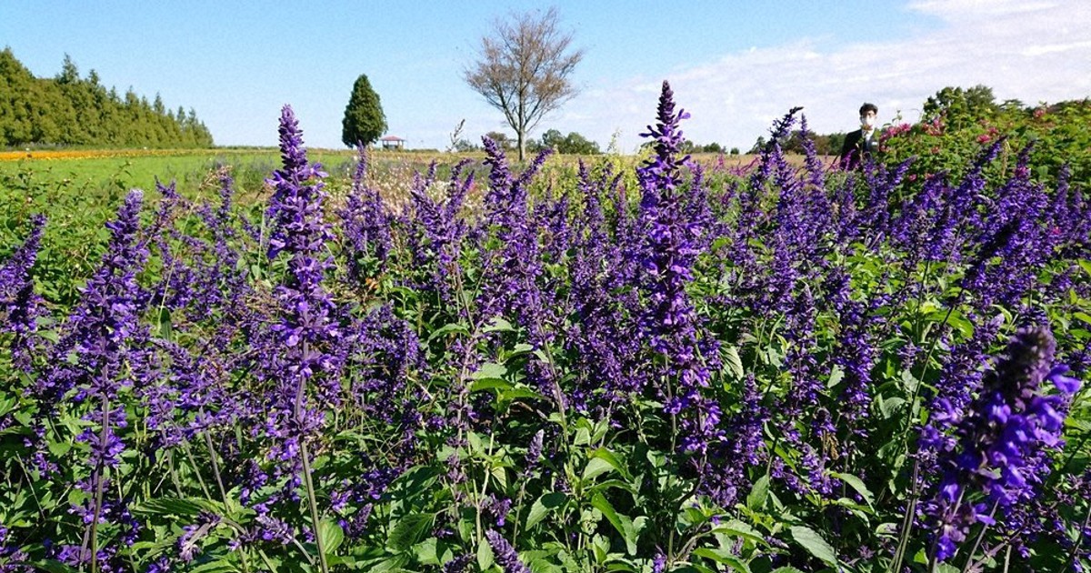 秋のハーブ咲き誇る メナード青山 伊賀広域 三重 毎日新聞