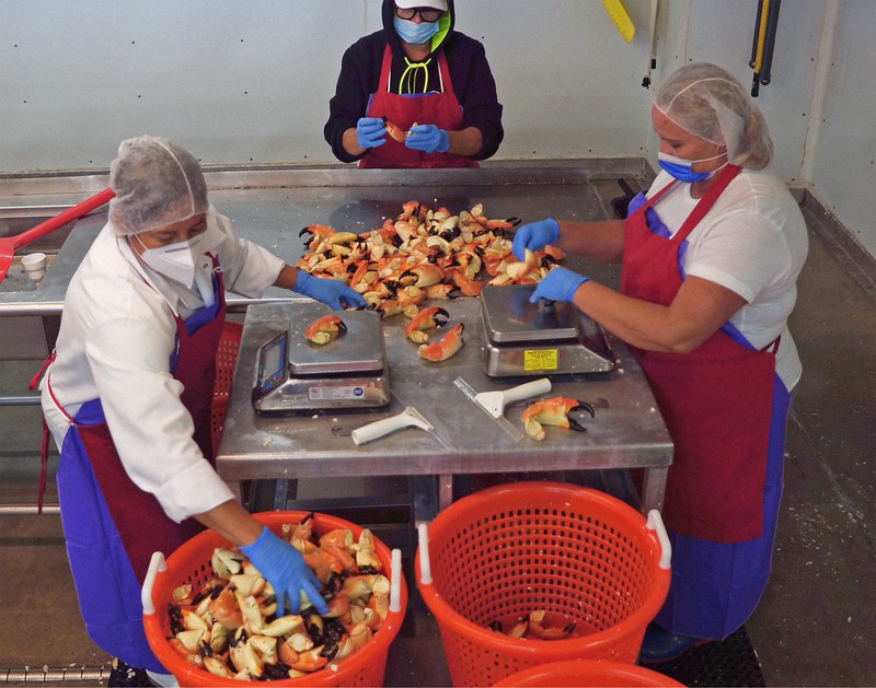 Annual stone crab claw harvest begins in Florida The Mainichi