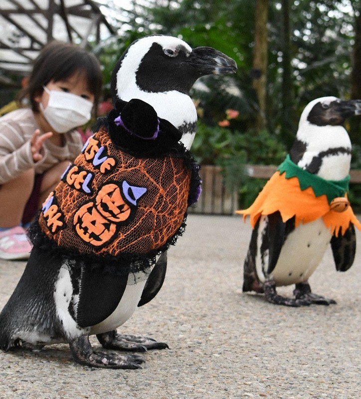 ハロウィーンにちなんだ衣装で来園者に愛嬌をふりまくケープペンギンたち=松江市大垣町の松江フォーゲルパークで2020年10月17日午前10時41分、目野創撮影