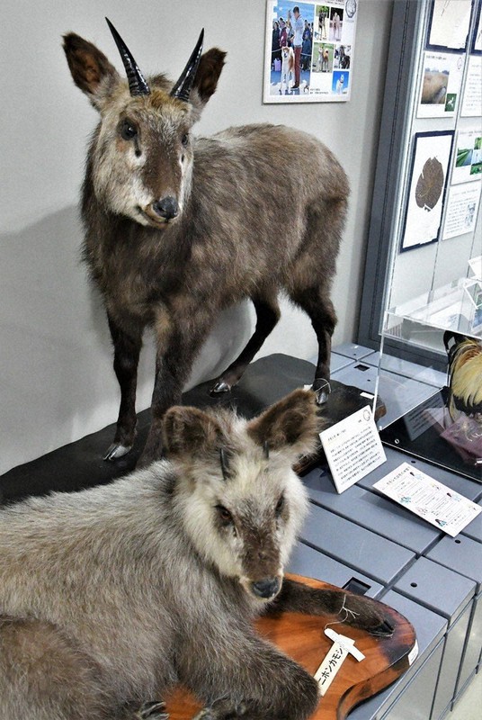 自然を守る 長瀞で特別展 天然記念物指定１００年 埼玉 毎日新聞