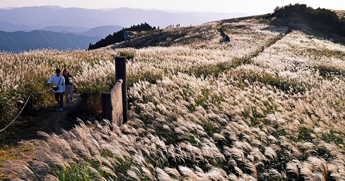 ススキ まるで波立つ海原 金色の穂 風で揺れる 和歌山 生石高原 写真特集1 5 毎日新聞