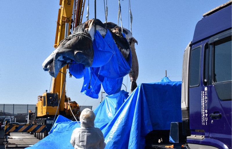北九州・洞海湾に漂着のクジラ引き上げ 解剖後は骨格標本を検討 [写真