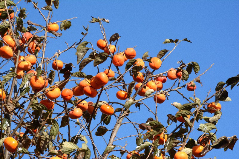 毎小ニュース 文化 芸術の秋 今の思いを表そう 俳句 身近な材料で 毎日新聞