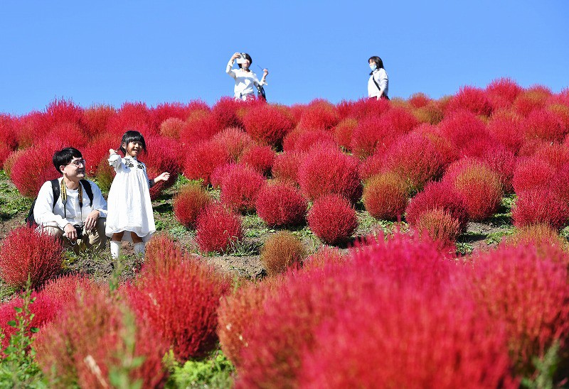 コキア4000株 緑と赤のグラデーション 滋賀 箱館山で見ごろ 写真特集1 3 毎日新聞
