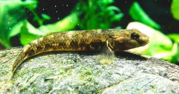 いきものと生きる 金魚の水槽に見る感染症の生態学 五箇公一 毎日新聞