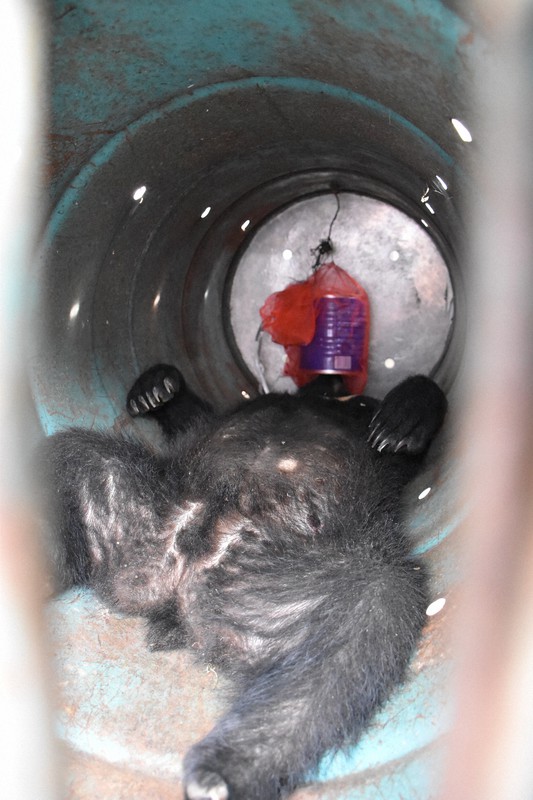 金沢市の住宅街で捕獲されたクマ。石川県内ではクマの出没が相次いでいる=2020年6月3日午後1時46分、井手千夏撮影