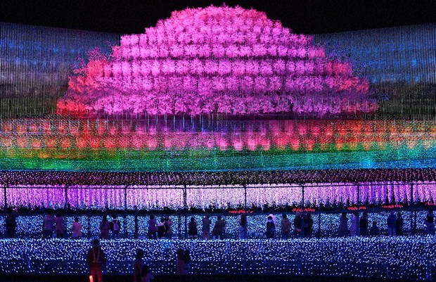 Japan Photo Journal Tree Of Light The Mainichi Japan Photo Journal Tree Of Light The Mainichi