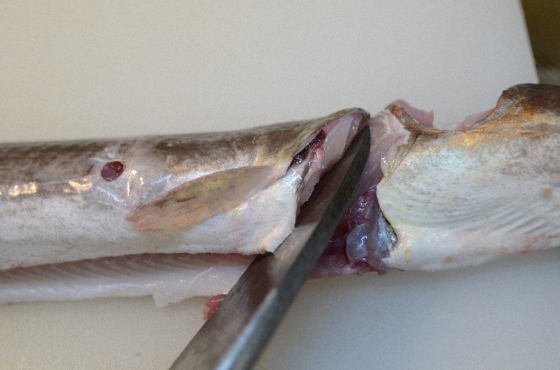 山嵜清張のひょうごを食べる 旬の魚 １９４ 長物のひらき方 魚さばきの最難関 関西は腹開き 兵庫 毎日新聞