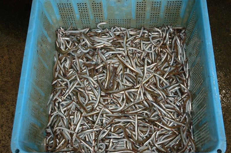 山嵜清張のひょうごを食べる 旬の魚 １８７ フルセ イカナゴの親魚 焼くだけで脂にじみ甘み強く 兵庫 毎日新聞