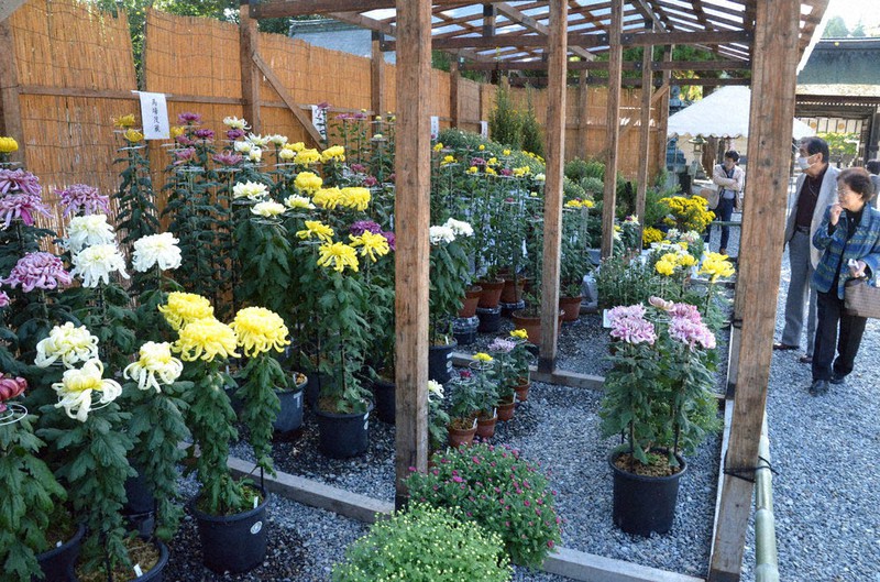 拝殿近くの小屋に並んだ菊の鉢植え=滋賀県多賀町多賀の多賀大社で、伊藤信司撮影