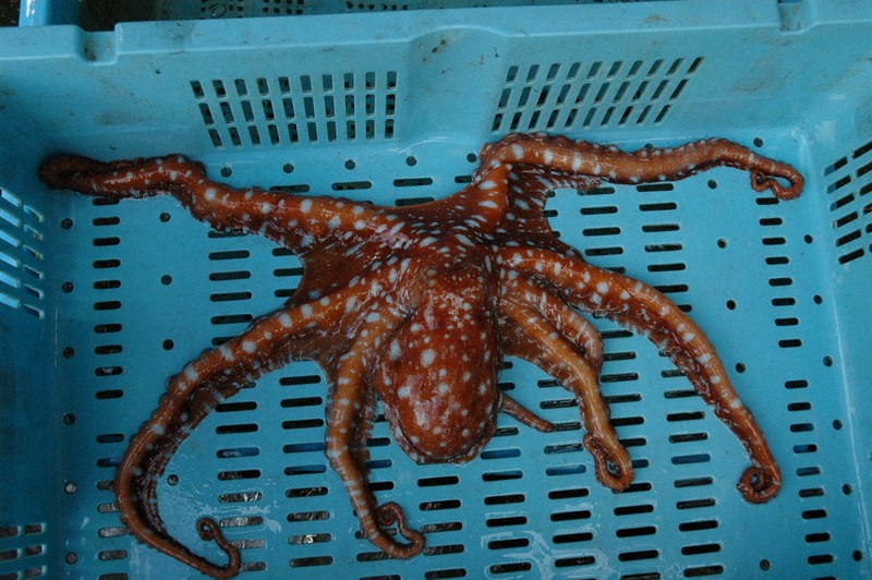 山嵜清張のひょうごを食べる 旬の魚 １８０ 台風後の海 普段見ない魚の水揚げに驚き 兵庫 毎日新聞