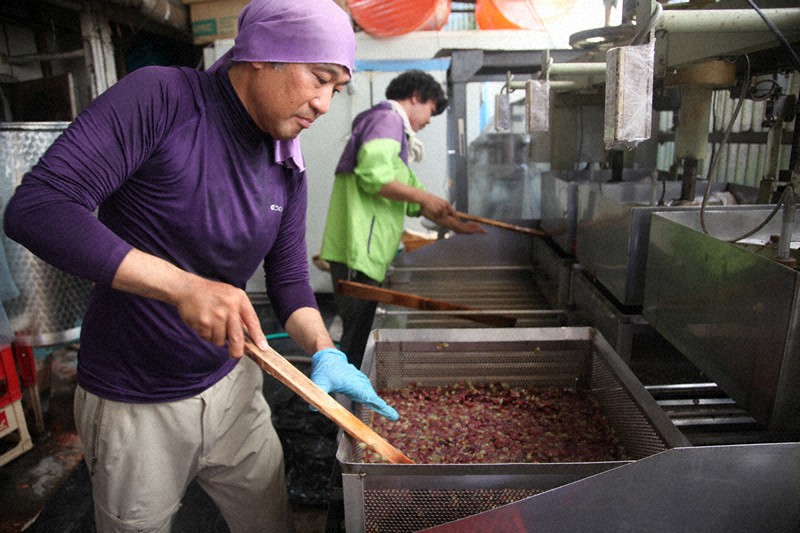 圧搾機に入れたデラウェアの果皮と果肉を攪拌(かくはん)し、果汁を搾る準備をする小椋英且さんら=大阪府羽曳野市飛鳥の仲村わい工房で2020年8月、高尾具成撮影