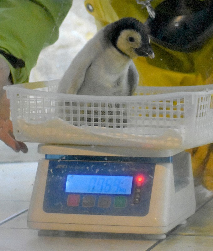 大きくなったよ ペンギンのヒナ 体重測定で１１２３グラム アドベンチャー 白浜 和歌山 毎日新聞
