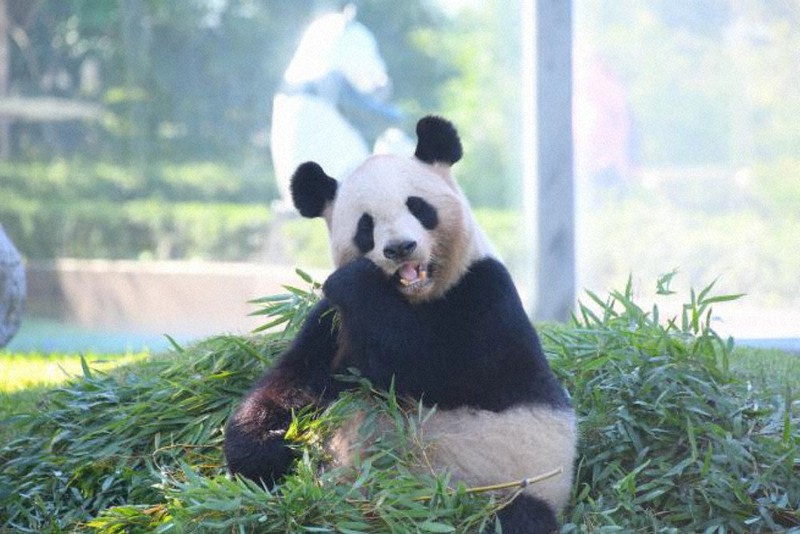 ６さいからのニュース パンダに赤ちゃん 和歌山 毎日新聞