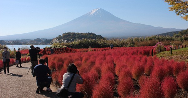 Red kochia bushes with Mt. Fuji backdrop burn lasting impression - The