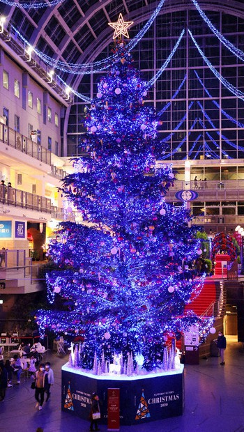 青と白のクリスマスツリー❣️アニー❣️ FHQfroUaMAYZ9wu.jpg:large