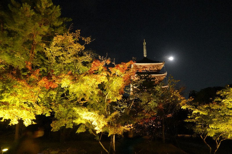300本のモミジと伽藍のコントラスト写真に収めて 京都 仁和寺でライトアップ 毎日新聞