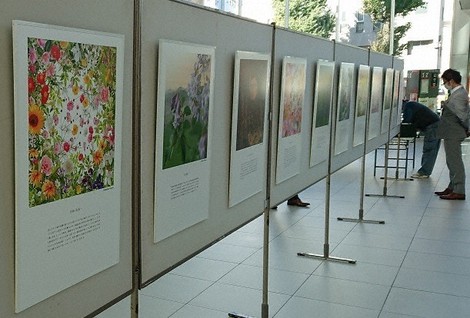 野口さんの「福島の花シリーズ」写真展=千葉市内で2020年11月4日、山田利和撮影