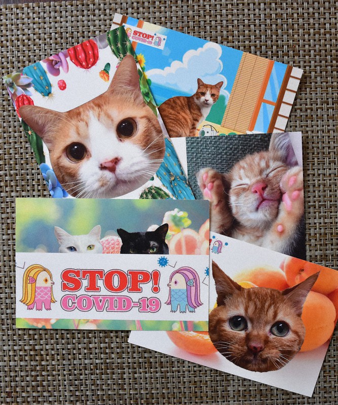 活動の支援者に配るため保護猫カフェlove.labが製作したポストカード=福島県郡山市で2020年11月5日、笹子靖撮影