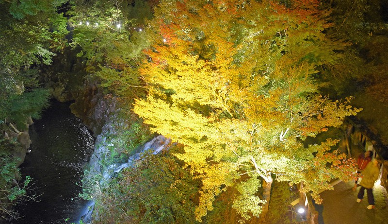 色づき始めたモミジ ライトアップ 宮崎 三股の長田峡公園 毎日新聞