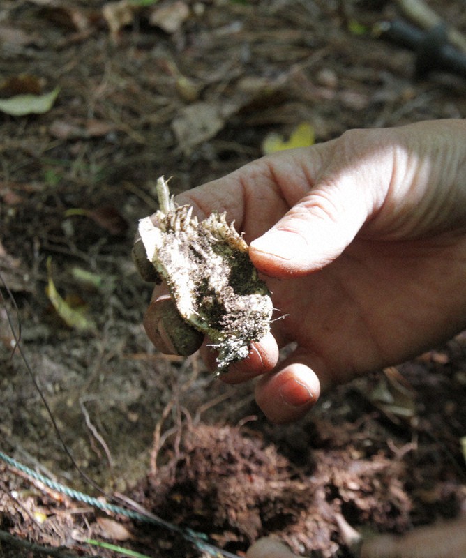 ネイチャーひょうご 獣害に悩む マツタケ山 増加する鹿 捕獲強化を 丹波篠山 兵庫 毎日新聞