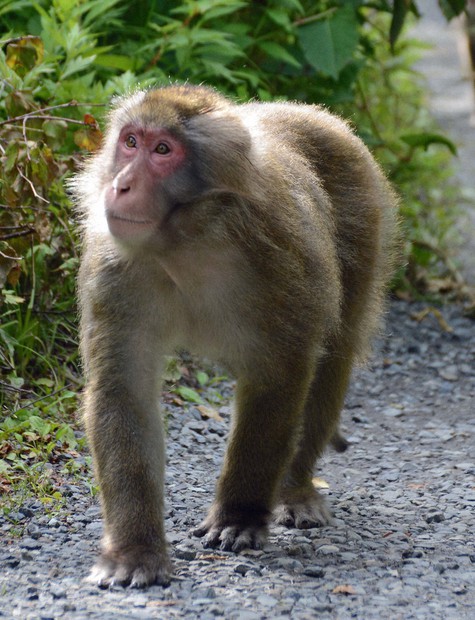 猿！ 北九州市の住宅街で猿の目撃情報相次ぐ 5歳児がかまれ軽傷 | 毎日新聞