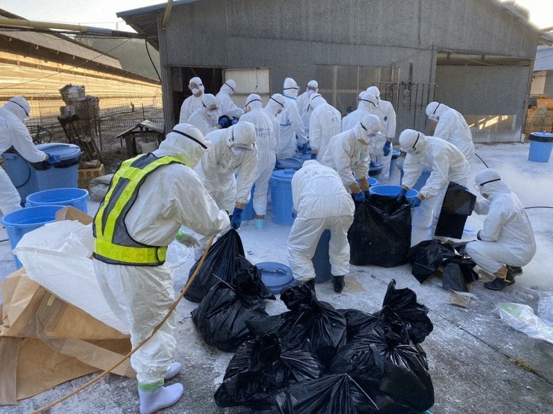 新たに鳥インフルエンザが発生した養鶏場で殺処分を進める香川県職員ら=香川県三豊市で2020年11月11日撮影、県提供