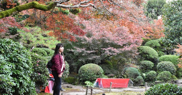 長崎の紅葉の名所 心田庵のカエデ枯れる 一般公開中止 市 時間掛け修復 毎日新聞