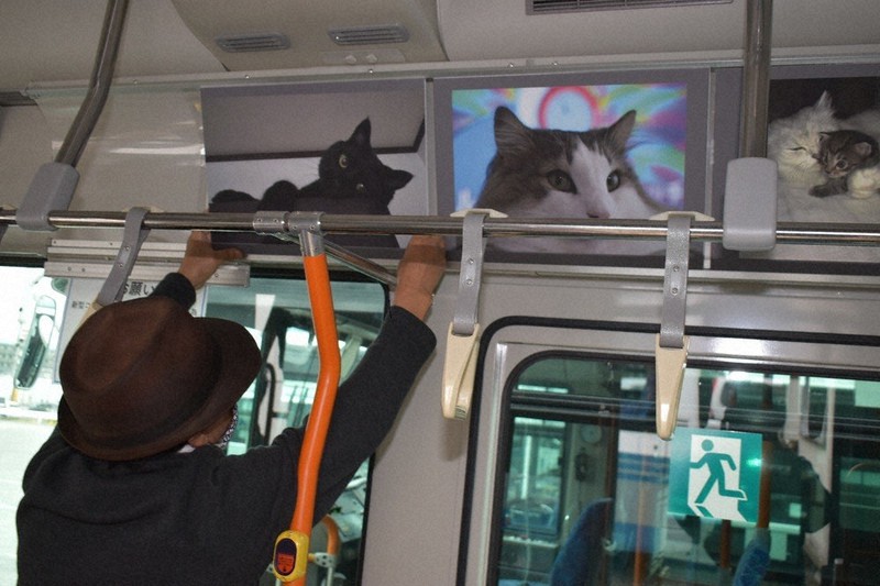 走る美術館 ネコ編運行 龍ケ崎市コミュニティバス 茨城 毎日新聞