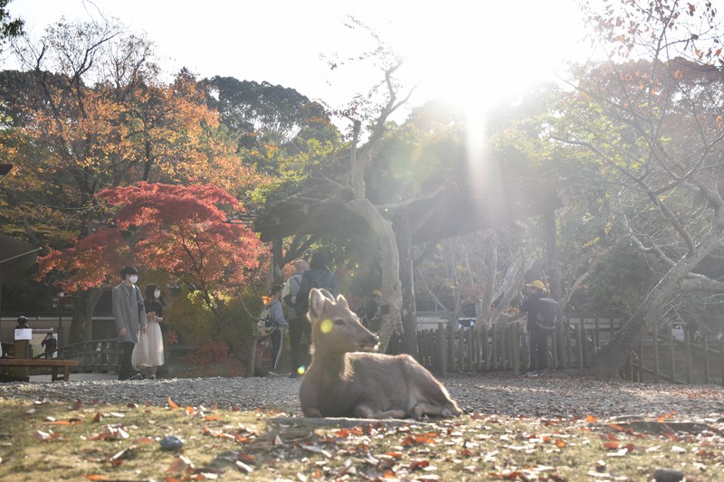秋に染まる奈良公園 紅葉とシカのコラボ 天理のイチョウ並木は黄金色