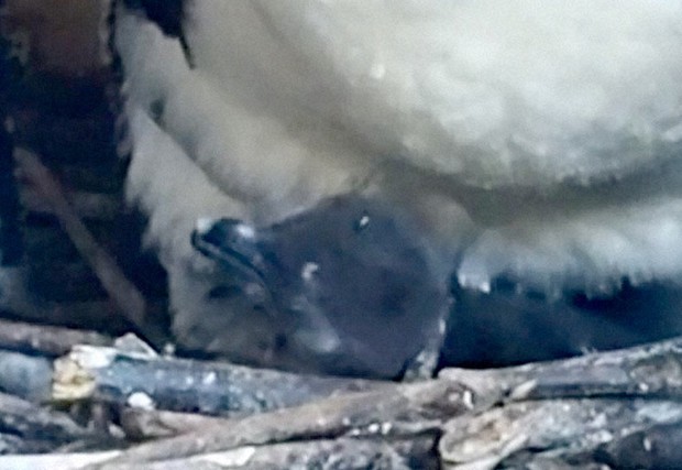 親鳥のおなかの下から顔を出すペンギンの赤ちゃん=松江フォーゲルパーク提供