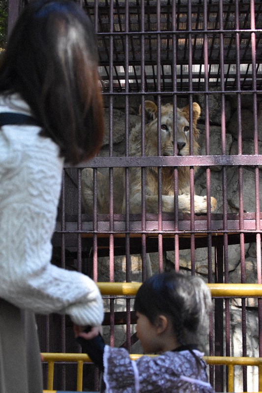一般公開が始まったチャーリー=岡山市北区京山2の池田動物園で、2020年11月17日午前11時0分、岩本一希撮影