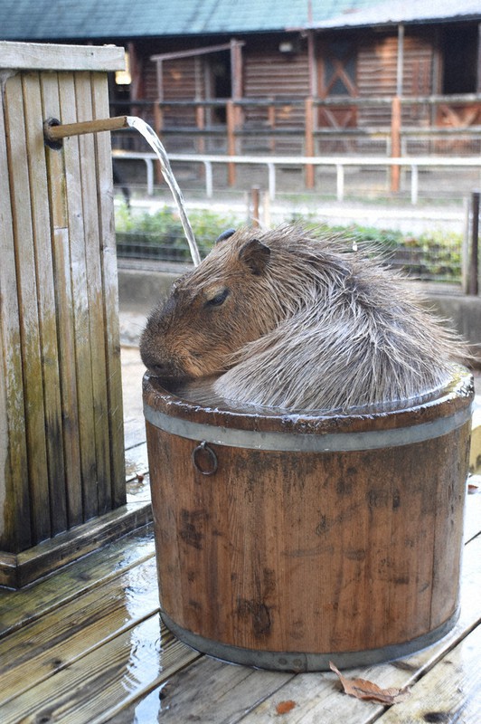 ゆったりと「おけ湯」につかるユメ=埼玉県狭山市柏原で19日午後2時50分、清藤天撮影