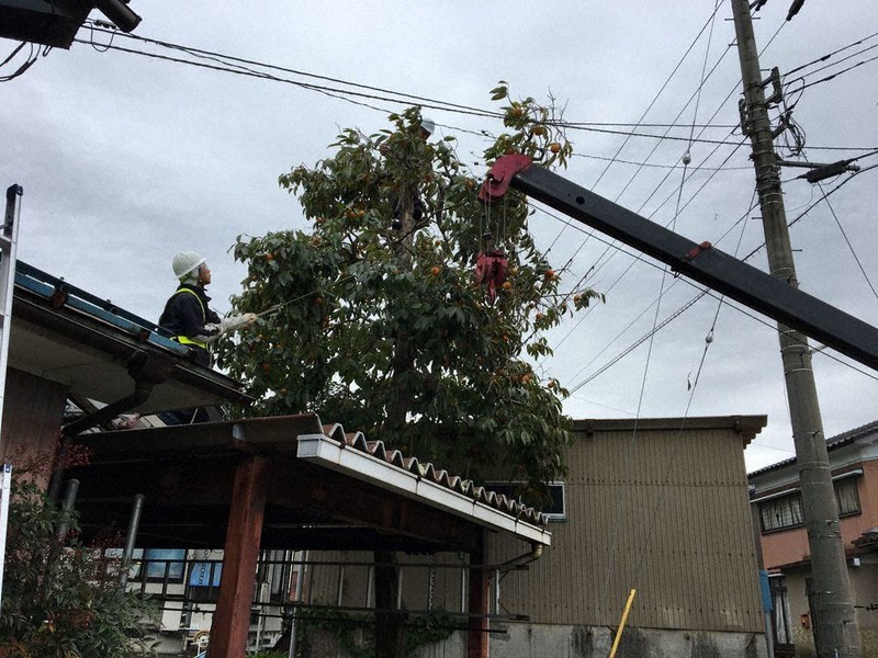 住宅の近くにある柿の木を伐採する富山県立山町の職員=立山町提供