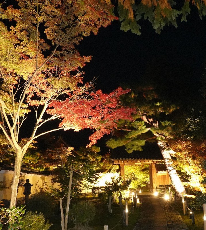 紅葉 闇に輝き放つ 右京 鹿王院で夜間特別拝観 来月６日までライトアップ 京都 毎日新聞