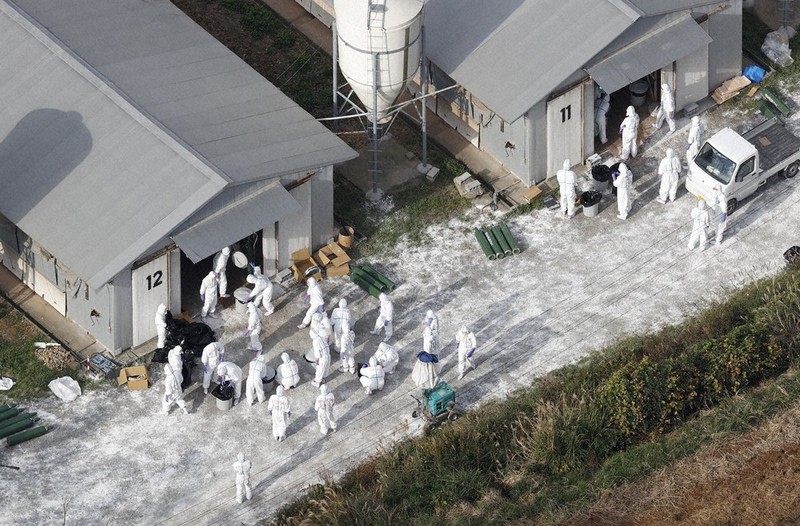 鳥インフルエンザが発生し、殺処分作業が続く養鶏場=福岡県宗像市で2020年11月25日午前9時40分、本社ヘリから撮影